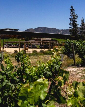 Viña Montes e Clos Apalta, Colchagua