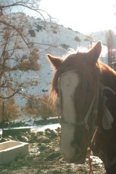 Cavalgada nos Andes - Imagem 5